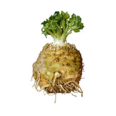 Hectarul - Seminte de telina Gigant de Praga, 10 grame